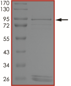 EGFR (d746-750 C797G), Active